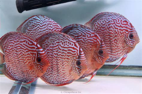 Quality Discus Fish For Sale Online .